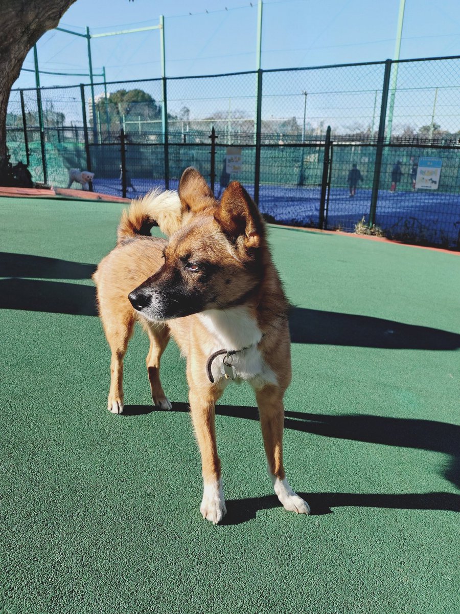 日曜日、お陽さまいっぱいのドッグラン。

あめ🐶

#保護犬