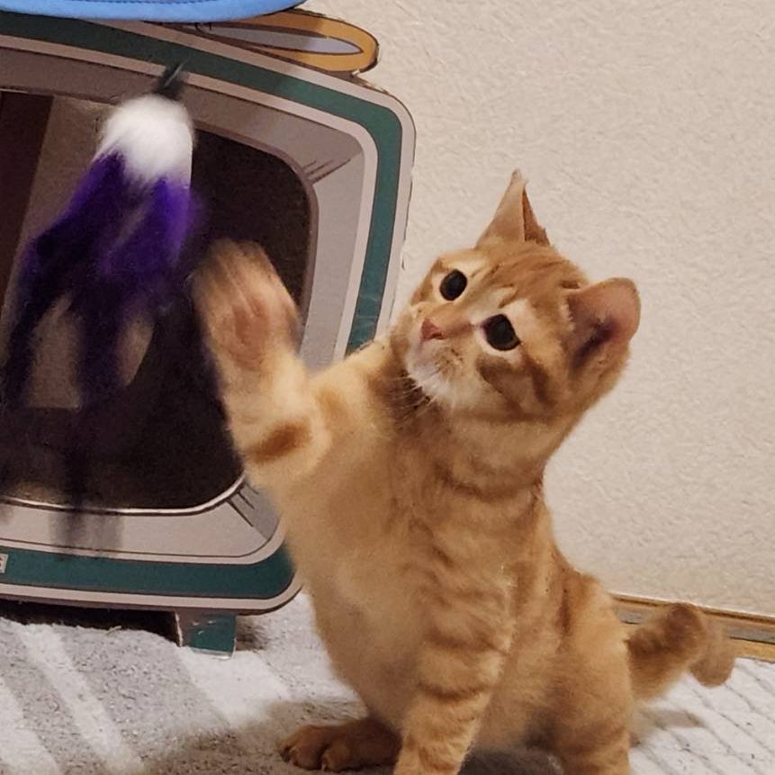 Silver /アニマルハート大阪 ❤里親募集中❤ (@12to2y4) / Posts / X