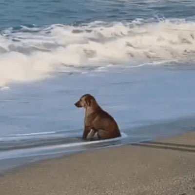 When you bought the $dip but its time to buy the dip again