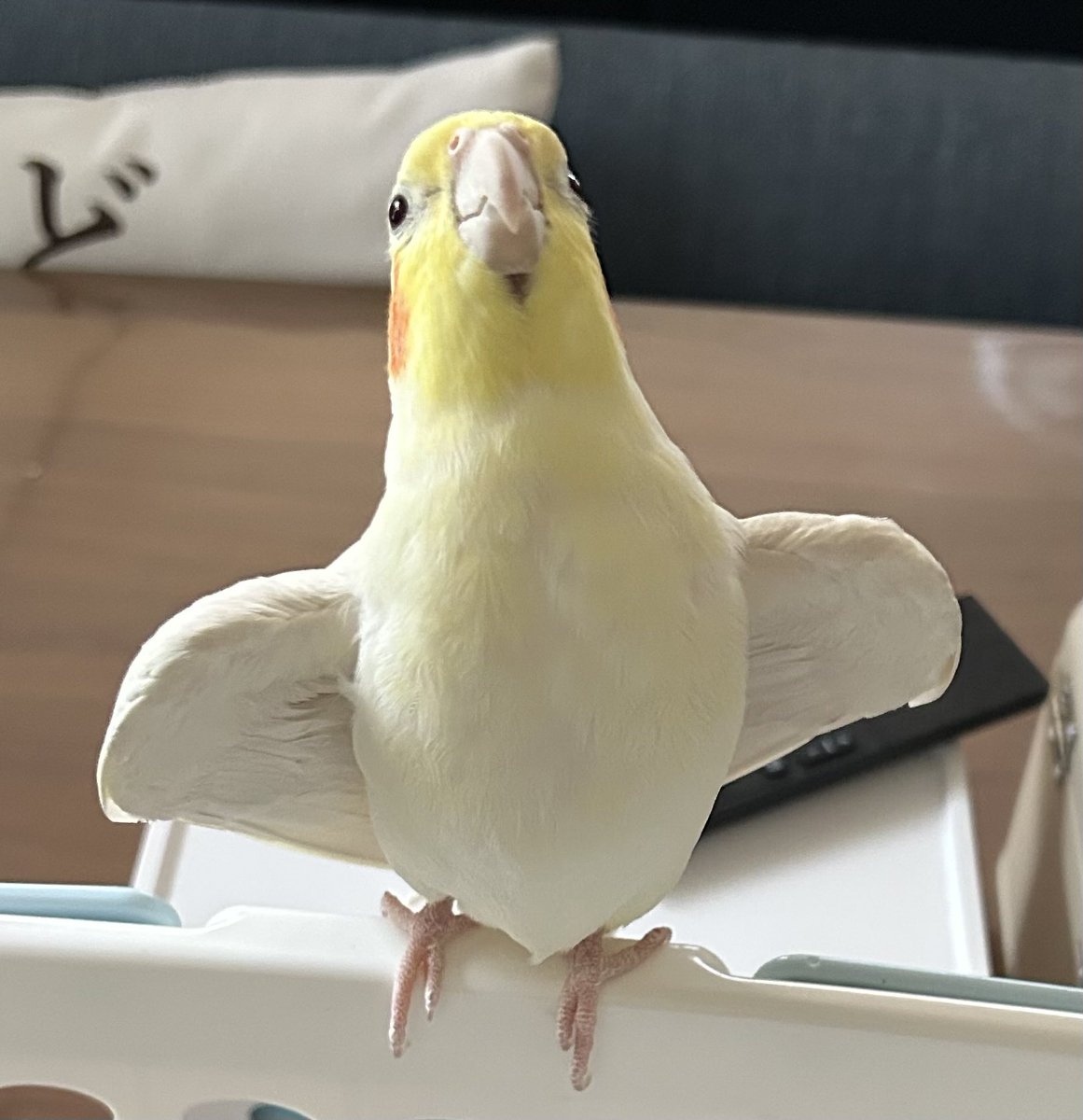 今日のぷりん

今日から2月
もうすぐ春かな🌷🌸
ってワクワクしてる訳じゃなく
飼い主が持ってる靴下を見て
ワクワクしてる漢

 #オカメインコ