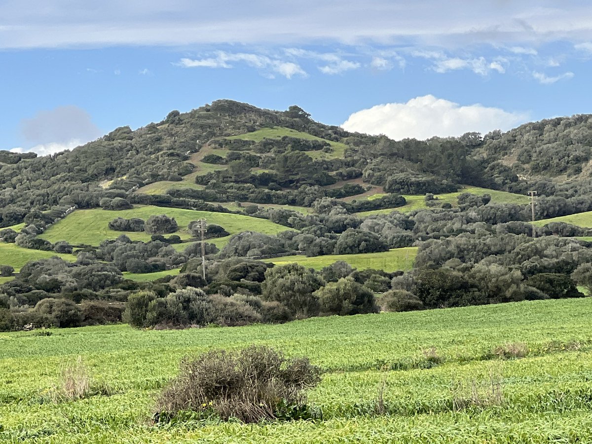 xiscoroig's tweet photo. Fortins i encadenats. Estructures per paliar l’erosió i retenir sòls #Menorca #geomorfologia cc/ @SimonGornes @ipcepatrimonio @Mtalaiotica @MdlMediterrania https://t.co/XIcxONdcXh