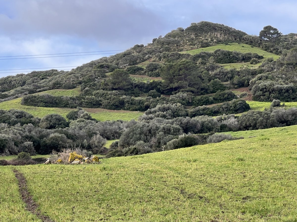 xiscoroig's tweet photo. Fortins i encadenats. Estructures per paliar l’erosió i retenir sòls #Menorca #geomorfologia cc/ @SimonGornes @ipcepatrimonio @Mtalaiotica @MdlMediterrania https://t.co/XIcxONdcXh
