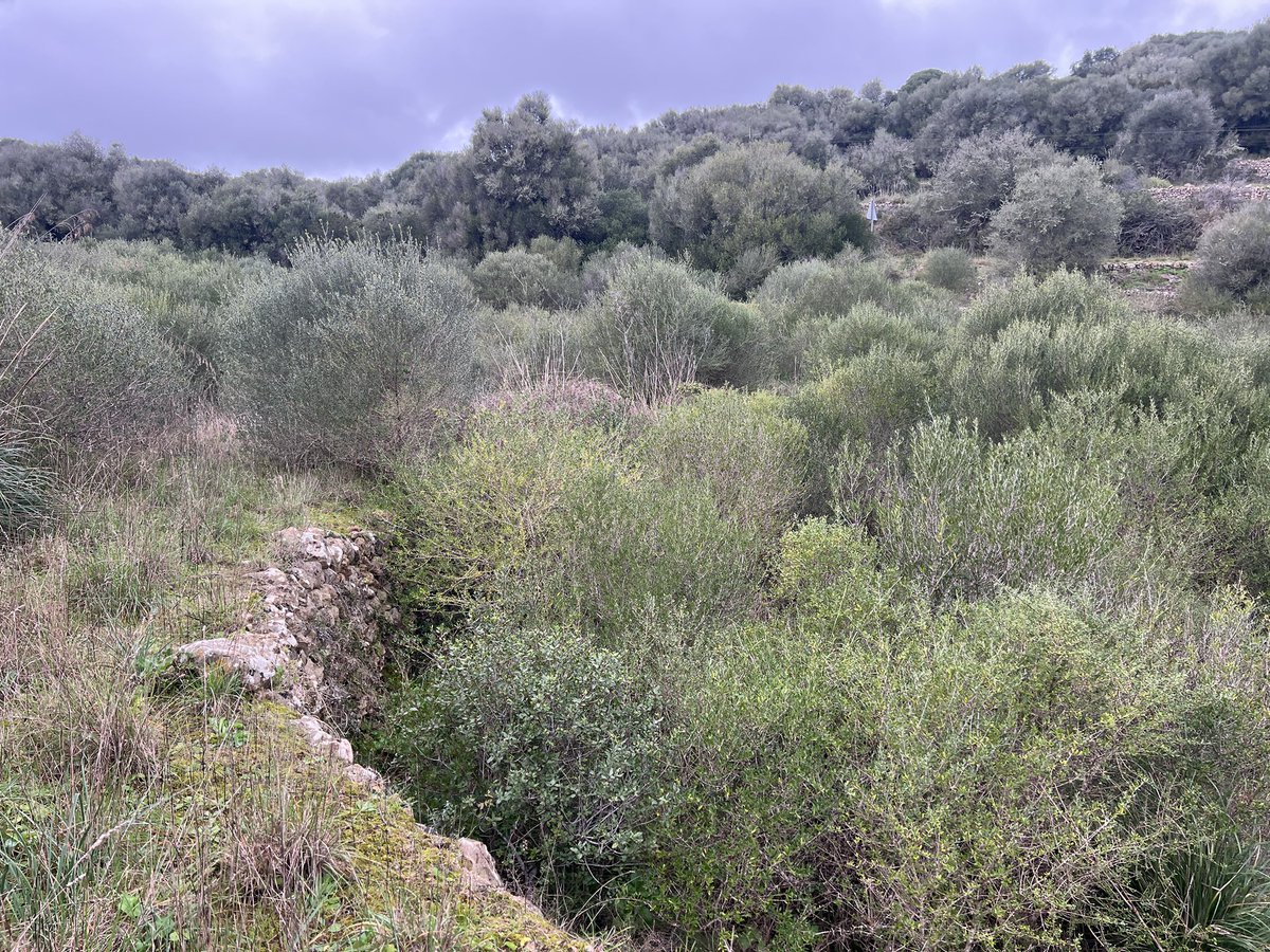 xiscoroig's tweet photo. Fortins i encadenats. Estructures per paliar l’erosió i retenir sòls #Menorca #geomorfologia cc/ @SimonGornes @ipcepatrimonio @Mtalaiotica @MdlMediterrania https://t.co/XIcxONdcXh