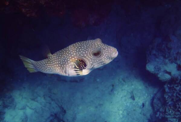 HurmerintaArt's tweet image. Whitespotted Pufferfish Closeup.

#underwater #wallart #ForChildren #giftidea #tropicalfish #pufferfish 

johanna-hurmerinta.pixels.com/featured/white…