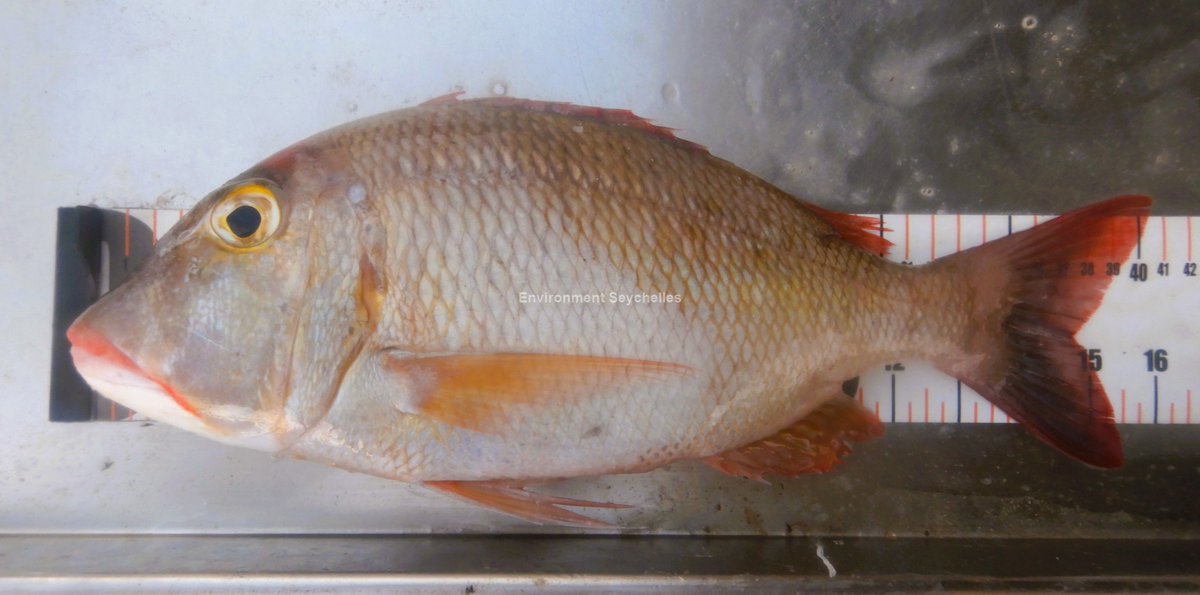 The Sky emperor (Lethrinus mahsena) a relatively abundant component of the catch is classified as Endangered by IUCN. This species will be a focus of this project. SeyCCAT-funded project: Establishing a baseline for, and the species composition of, the Lethrinid fishery. #SeyCCAT