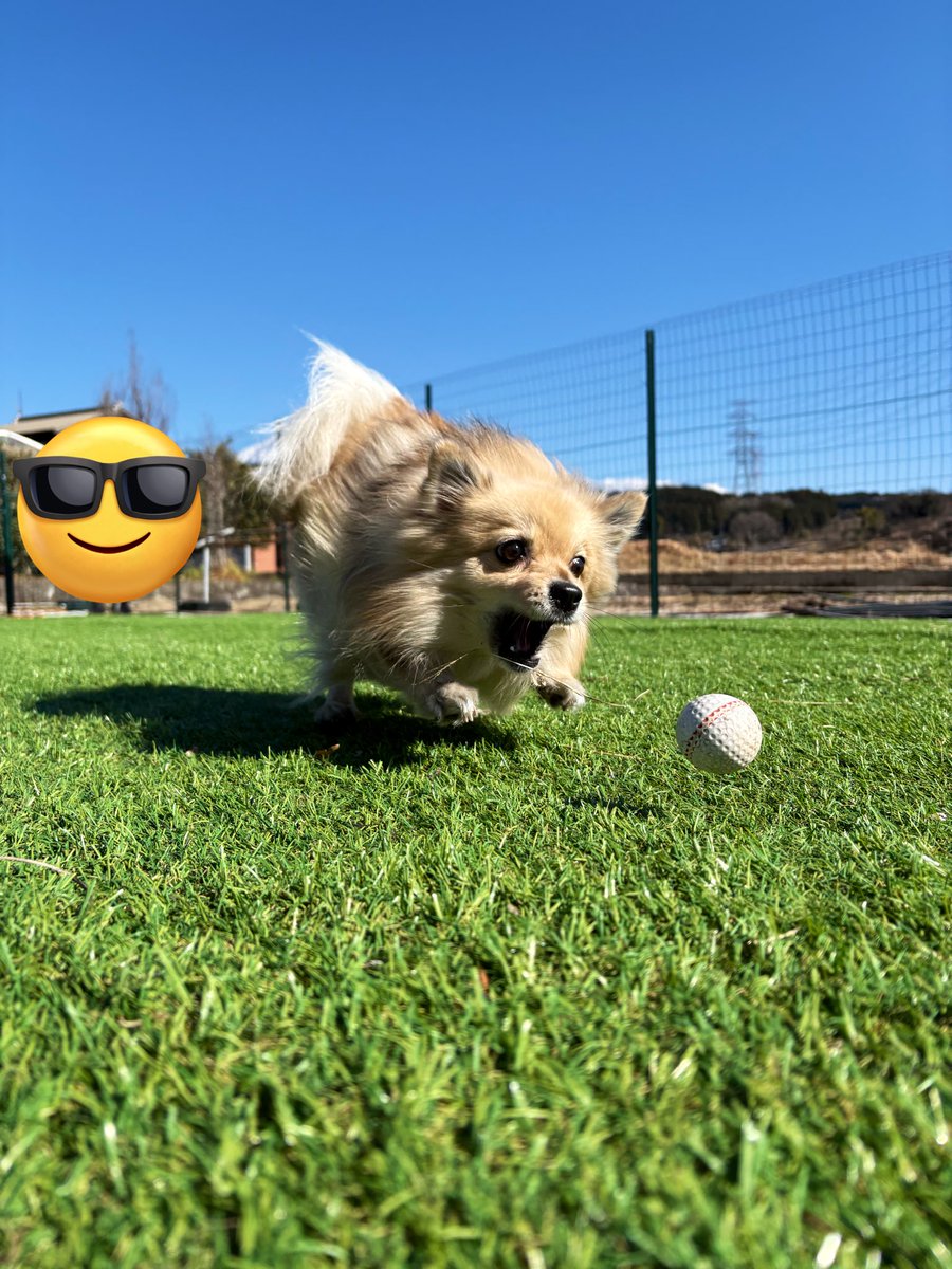 antisoftboy038's tweet photo. 実家帰って犬を遊ばせてきた　ベストショット📸 https://t.co/hTmUaGqcwe