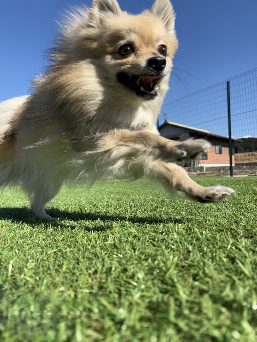 antisoftboy038's tweet photo. 実家帰って犬を遊ばせてきた　ベストショット📸 https://t.co/hTmUaGqcwe