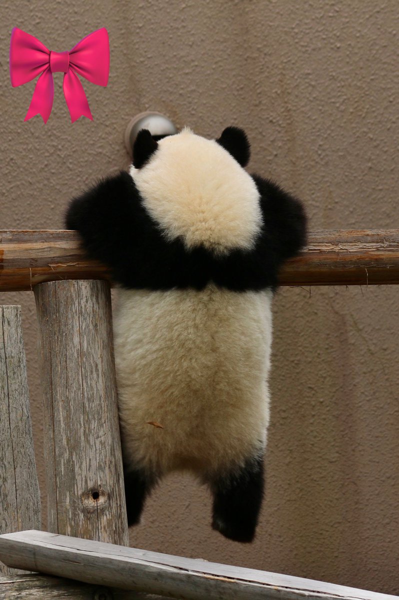 子パンダの後ろ姿がかわいすぎる件🐼✨