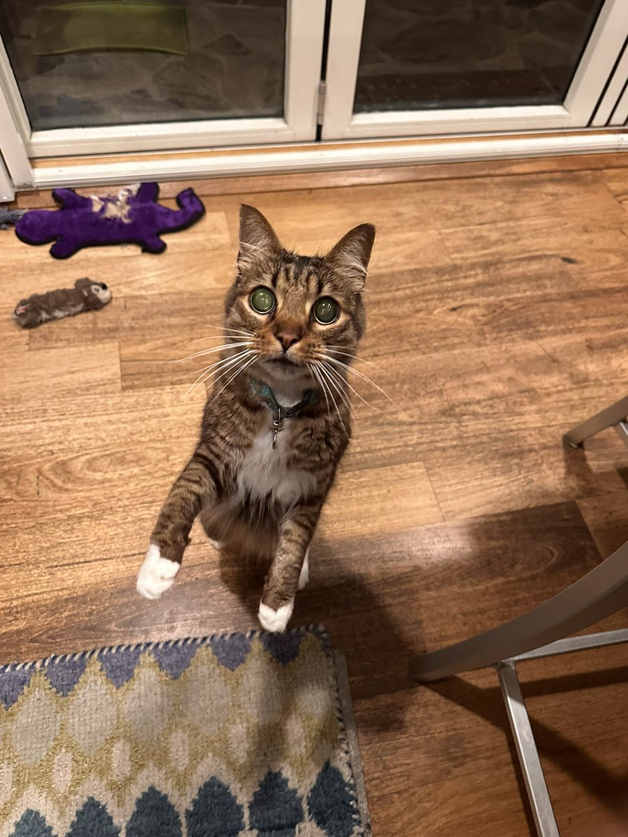 normal sam tweet media