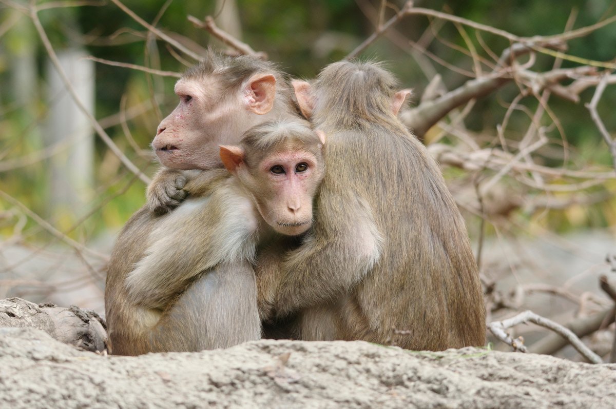 ときわ動物園（公式） (@tokiwazoo) / Posts / X