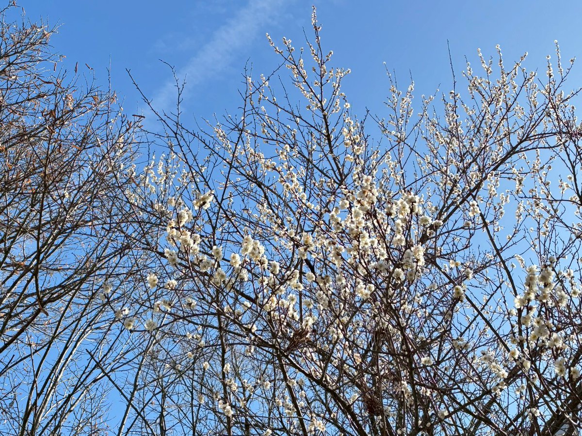 tokyodoho's tweet photo. 🌟信徒の日常　～登山編⑥～  
東京同胞登山部は、1/31(土)東京都の高尾山に登頂しました！ 富士山が本当に美しく見えました。困難があっても奇跡が起きることを神様が見せてくれたようです。 #家庭連合の日常 https://t.co/p9pnn8B7d2