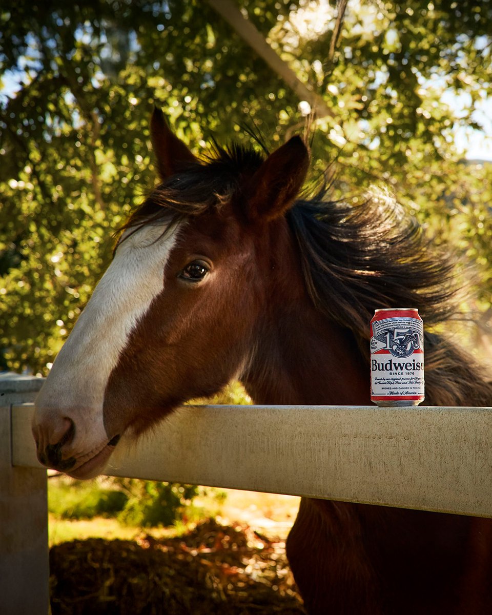 RT if this look is saying  “Grab a Bud”
Like if it’s saying “beers?”