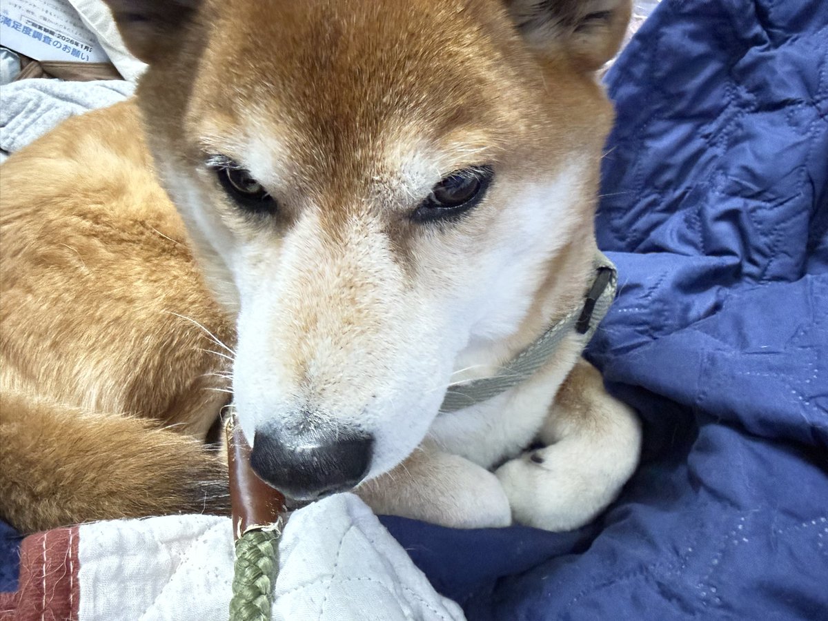 Chicken2Search's tweet image. こんにちわ寝起きです
#柴犬