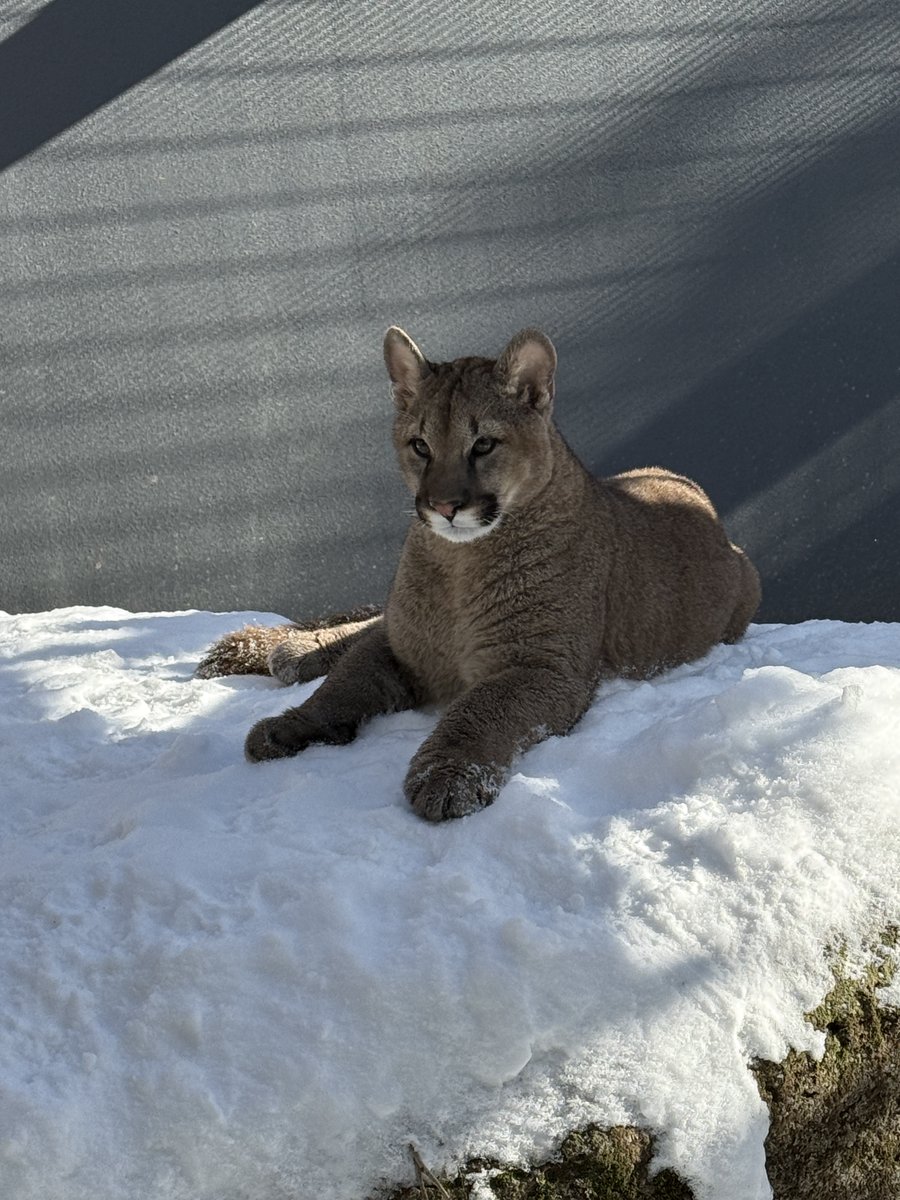 アフリカゾウ (@OShX5VLgjS21166) / Posts / X