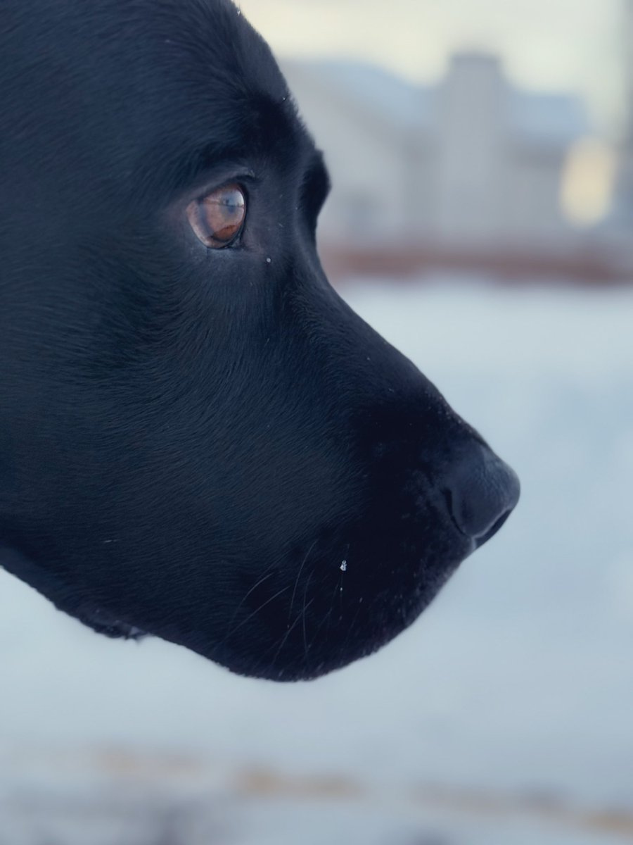 Jake72545474's tweet image. Jake with a noble look. 
#BlackLab #Retriever #Calgary