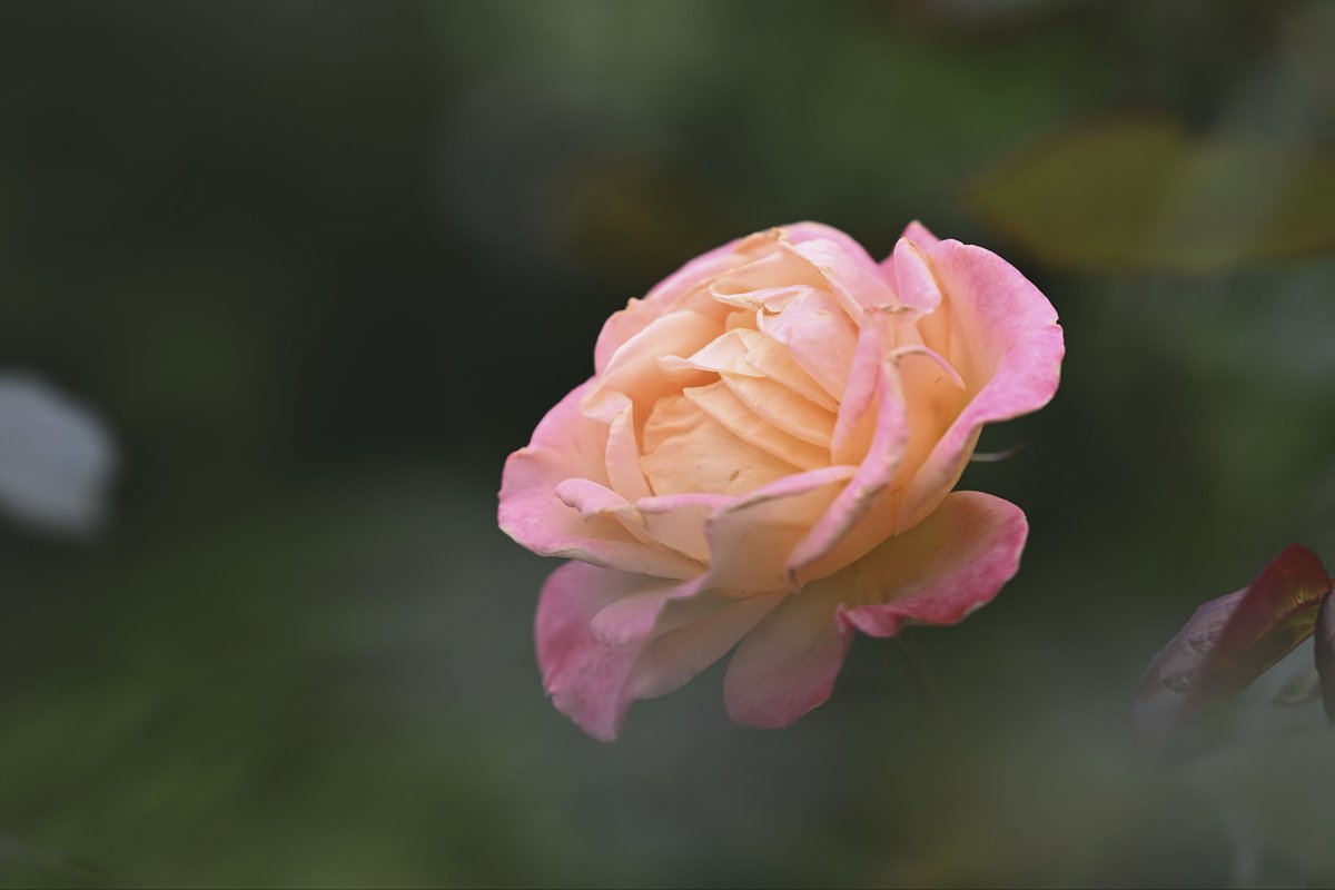 kazumi (@zf1118kazumi) on X