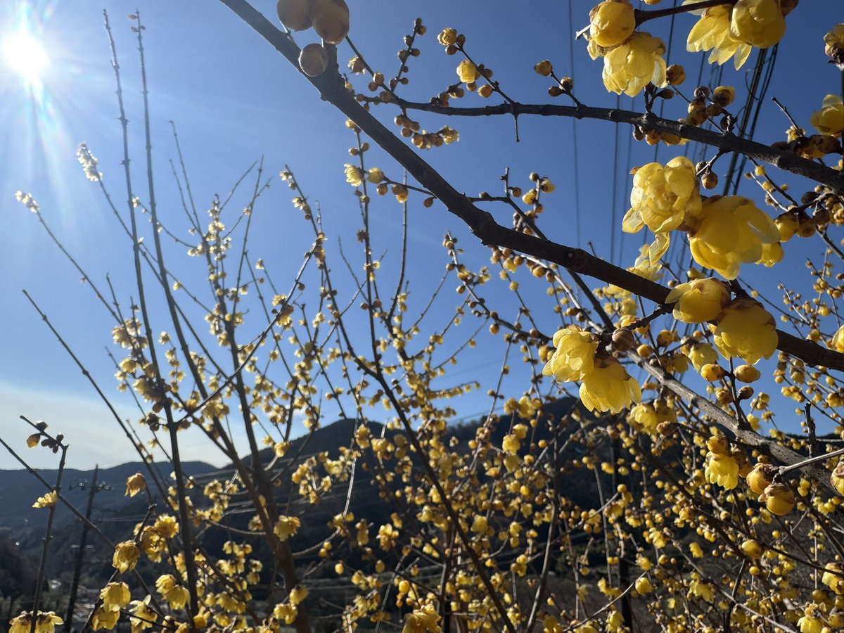 蝋梅かわいかった〜