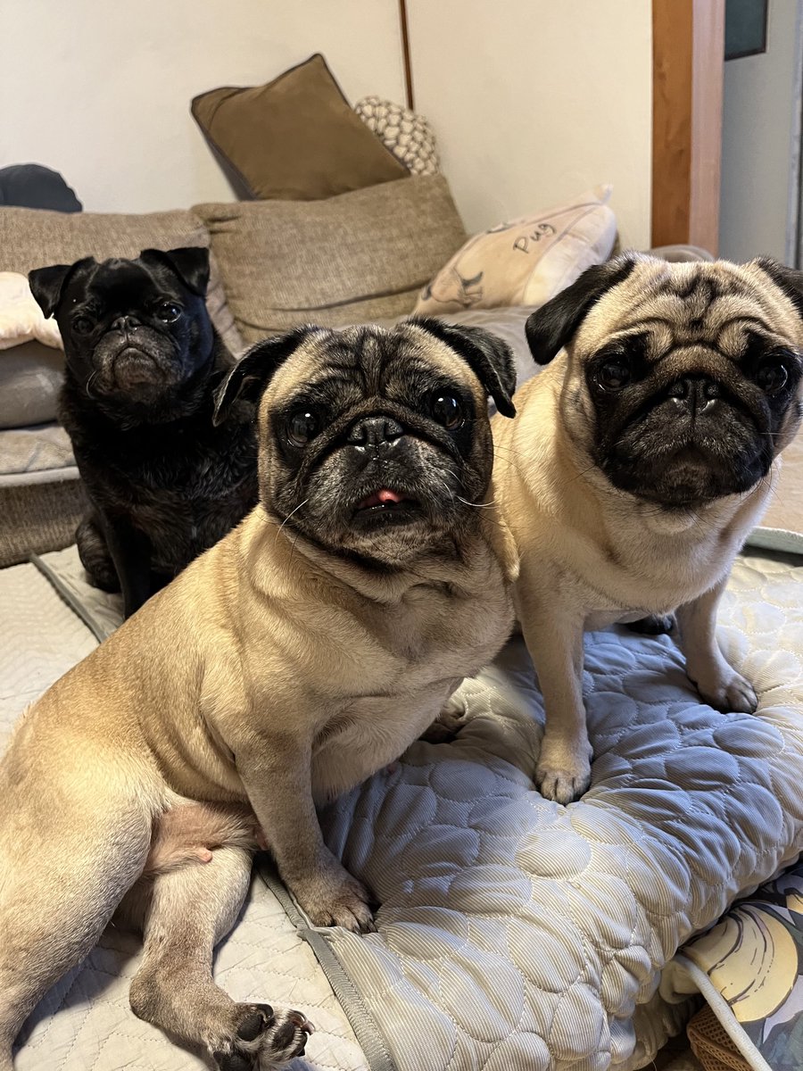 パグお(パグファンシャー) (@pug3ta) / Posts / X
