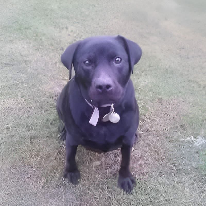 Mr PitBull tweet media