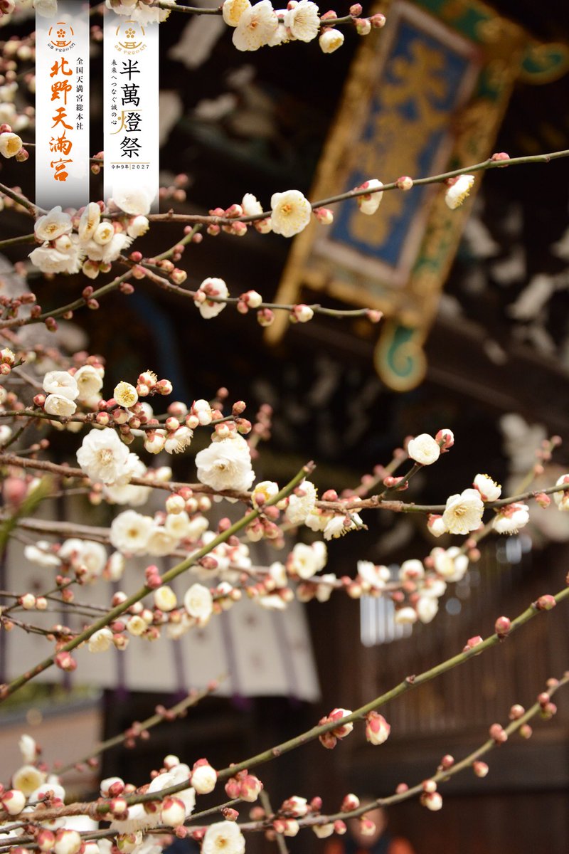 現在梅は全体咲き始め、早咲き三分でございます

#京都 #北野天満宮 #梅通信 #開花