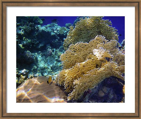 HurmerintaArt's tweet image. Small Butterflyfish With the Huge Corals and Rocks.

#underwater #photography #sealife #coralreefs #tropicalfish #wallart  

johanna-hurmerinta.pixels.com/featured/small…