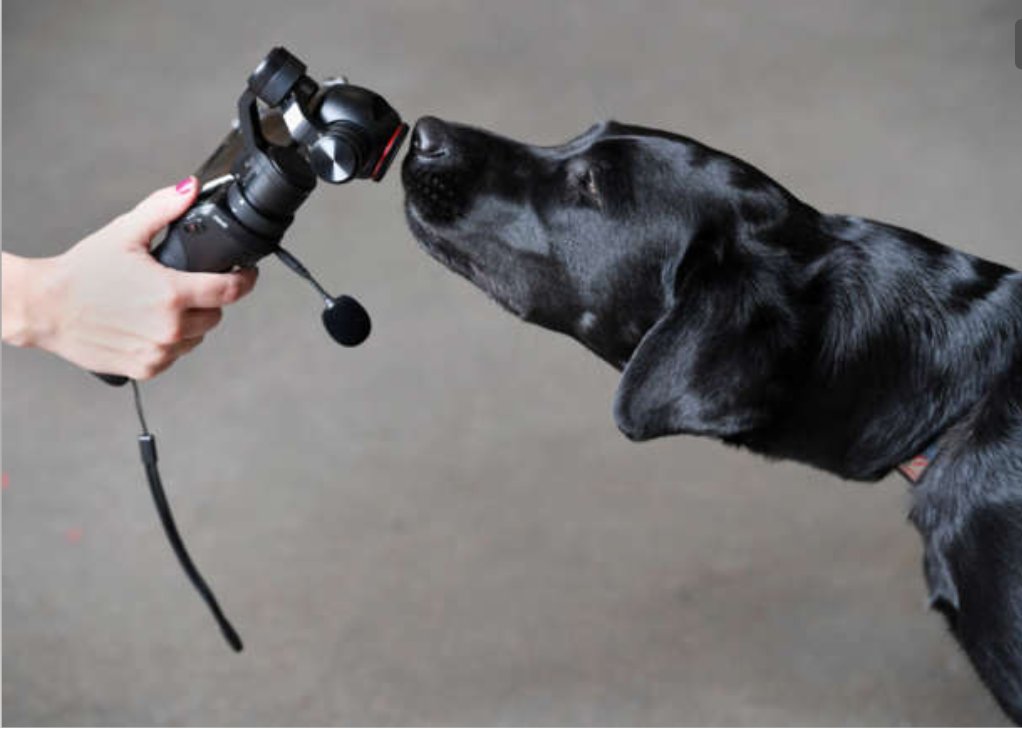 How AI could help us talk to animals . Noting beats Technology  #Budget2026