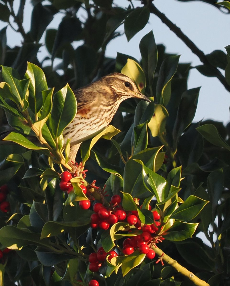 MikeCSmiffy's tweet photo. Redwing feeding on Holly berries in our Essex village last weekend 

#bird #birds #birdphotography #ukwildlife #wildlife #wildlifephotography #nature #NaturePhotography
@Natures_Voice @EssexWildlife @EssexBirdNews @NatureUK @Britnatureguide @BBCSpringwatch https://t.co/PyH6RxB4nZ