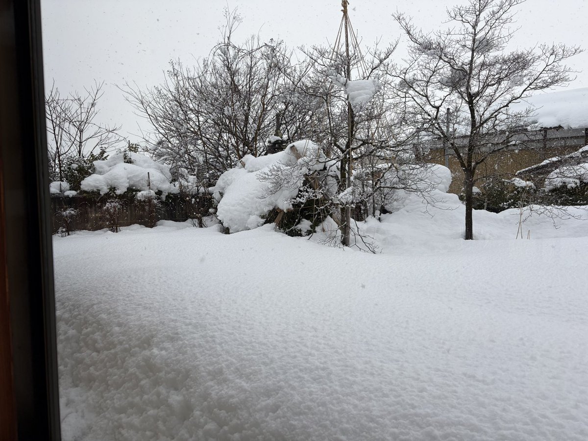 🌲鈴懸 suzukake tweet media