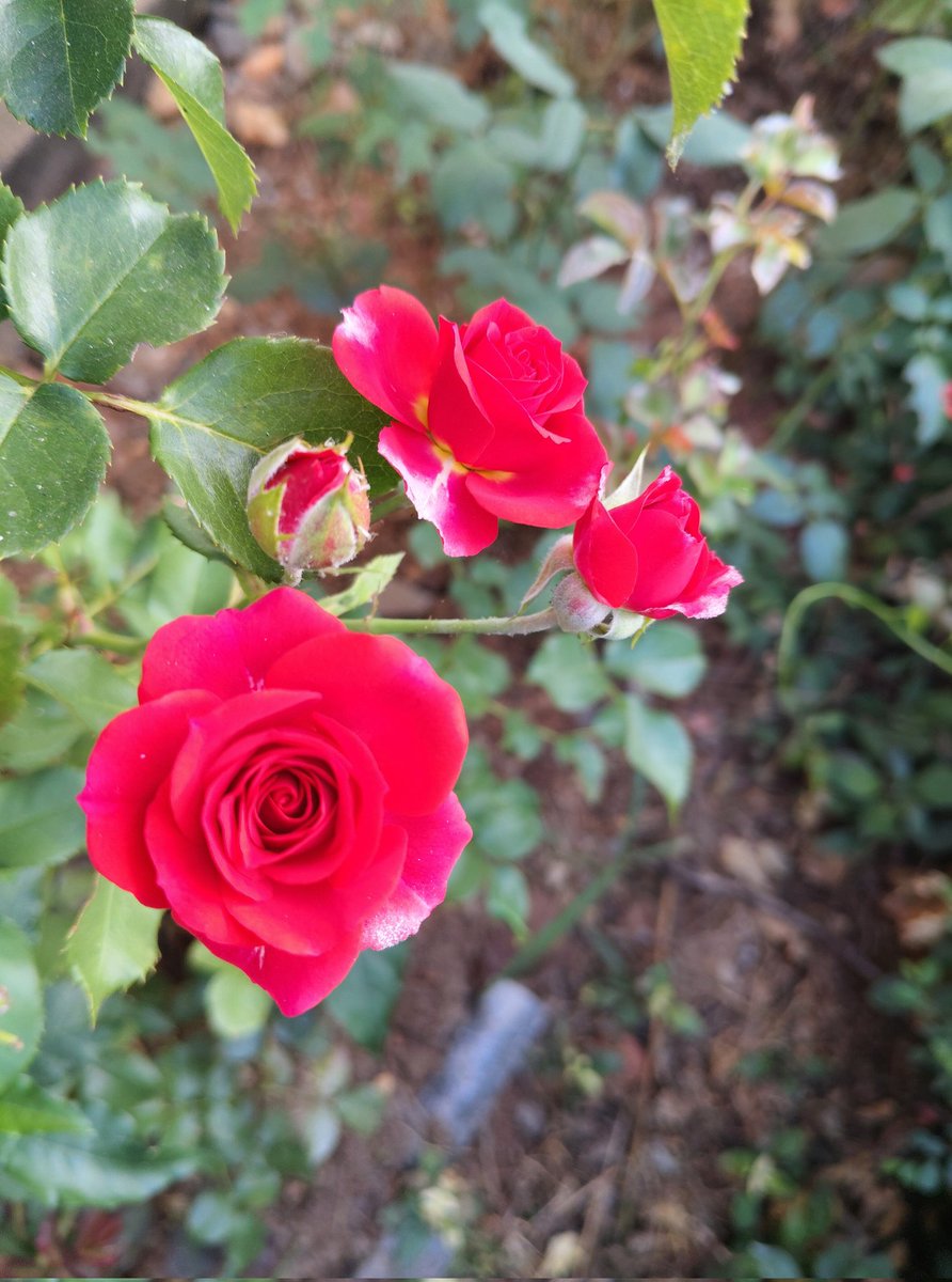 ವಿ.ಎನ್

ಅವಳು ಗುಲಾಬಿಯೊಳಗಿನ ಮುಳ್ಳಲ್ಲ
ಗುಲಾಬಿದಳಗಳೊಳಗೆ ಅಡಗಿದ ಸುಂದರ ಮುತ್ತಿನ ಹನಿಗಳು 
ಸ್ಪರ್ಶಿಸದೇನೆ ಹೃದಯವ ಮುಟ್ಟಿ ಮುತ್ತಿಟ್ಟವಳು 
ನೋಡದೇ ಜೀವವ ಕದ್ದು ಗೆದ್ದವಳು.