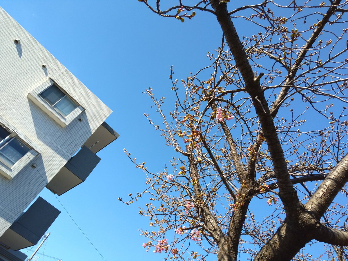 bassman0108's tweet photo. 江川せせらぎ遊歩道ては、河津桜がつぼみ状態です。来週には、咲くかもです。 https://t.co/31SMxaQjjB