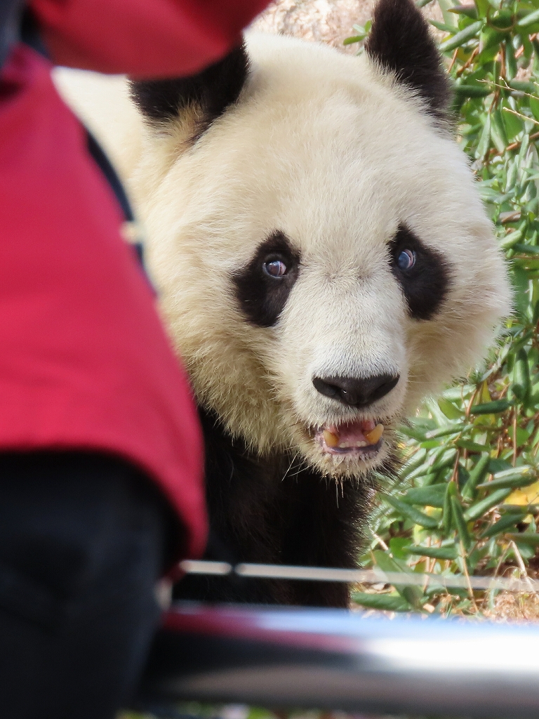 パンダ•*¨*•.¸♬︎ ちーじー🐼🌼 (@mutasokj) / Posts / X