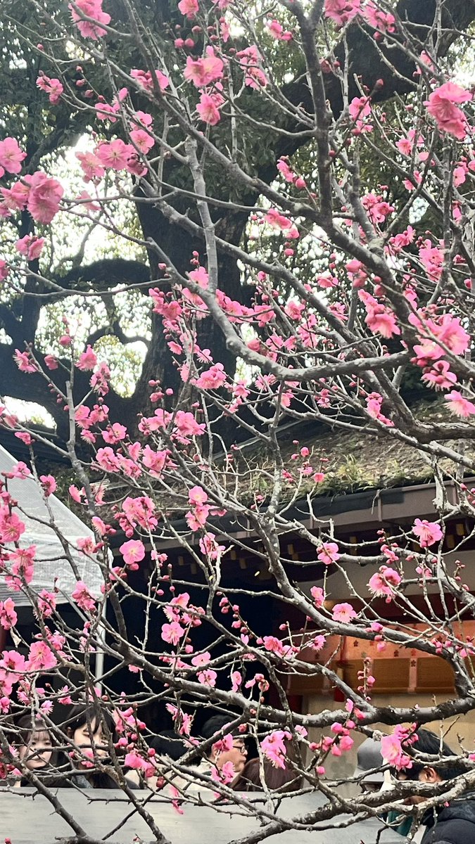 SAPIX6_59's tweet photo. 2024年組。入試休みなので福岡太宰府天満宮に来ています。寒いですが梅が咲き、春を感じます。我が家はお礼参りをし、合わせて2026年組の皆様の合格を祈願しました。がんばれ！春はもうすぐだ。
#2026年組中学高校大学受験　#春はすぐそこ https://t.co/Omxf7WFyv0