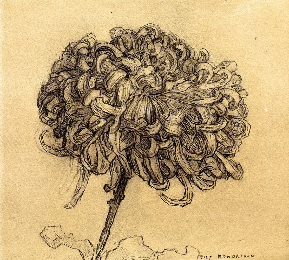 amparosolerd's tweet image. ✨Yo también encuentro hermosas las #flores en su #belleza #exterior, pero en su #interior se esconde una #belleza #más #profunda.✨#PietMondrian Hoy le recordamos en su aniversario @grok con 💐#Crisantemo en Occidente simboliza el respeto, honor y la memoria de los difuntos✨💫