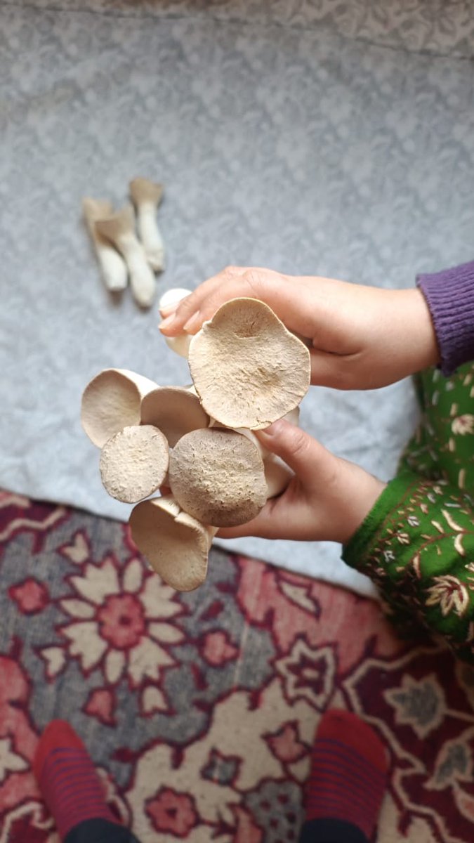AndKulgam's tweet photo. We appreciate the innovative farming techniques quality parameters adopted in growing organic Oyester mushrooms by our local youth of J&amp;K . Such a product can be available on 7006290489. Consumers with bulk orders can have farm2Fork services 
@RisingKashmir @GreaterKashmir https://t.co/zjboCqrXve