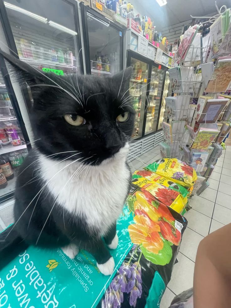 ShouldHaveCat's tweet photo. The manager of the store looks really grumpy here 🧐 https://t.co/b6oltVkGnw