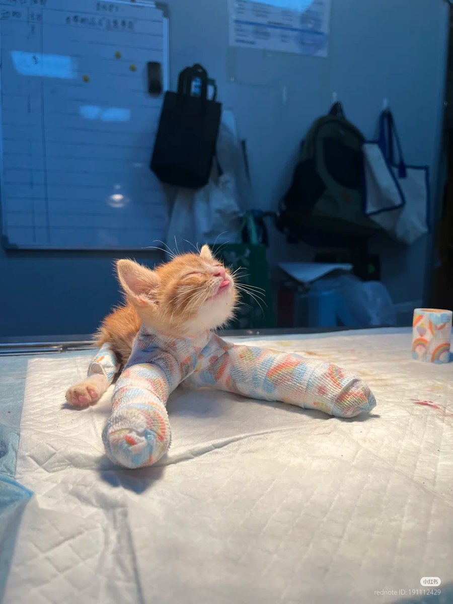 nocontextscats's tweet image. Get well soon baby 🥹