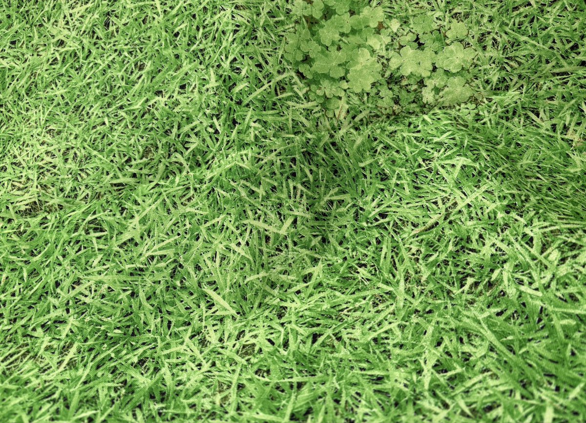 本まぐろ tweet media