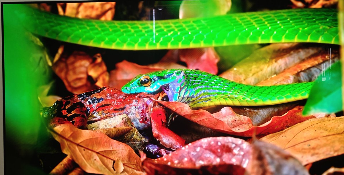 New TV Finally here!! LG C5 OLED 55 inch. Been a longtime dream of mine to watch films and play games on an OLED screen