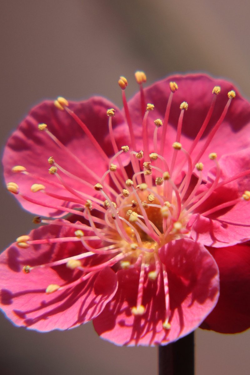 Flowers bloom even in the cold,announcing the arrival of spring. The plum blossom is truly resilient and beautiful 😊✨

#PlumBlossom #JapaneseApricotBlossom