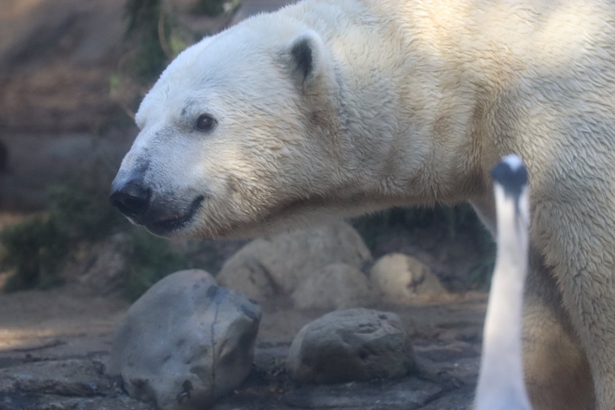 ゴーゴ、徳島でも元気でね