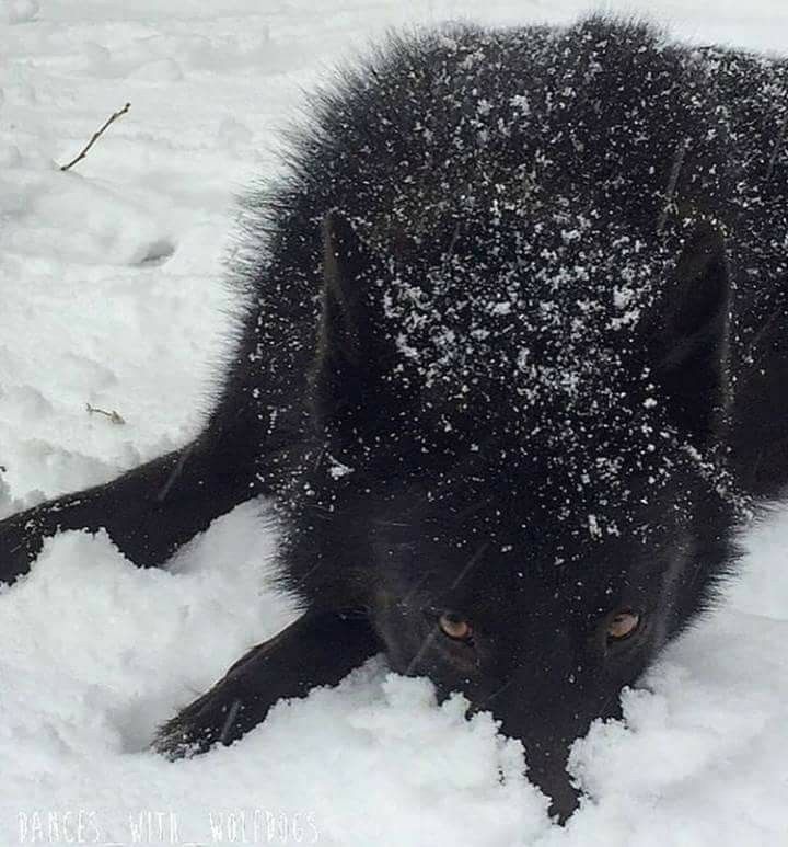 Я и правда надеюсь что ему просто тепло на улице, а не не нравится дом. Надо бы волчатам укрытие соорудить