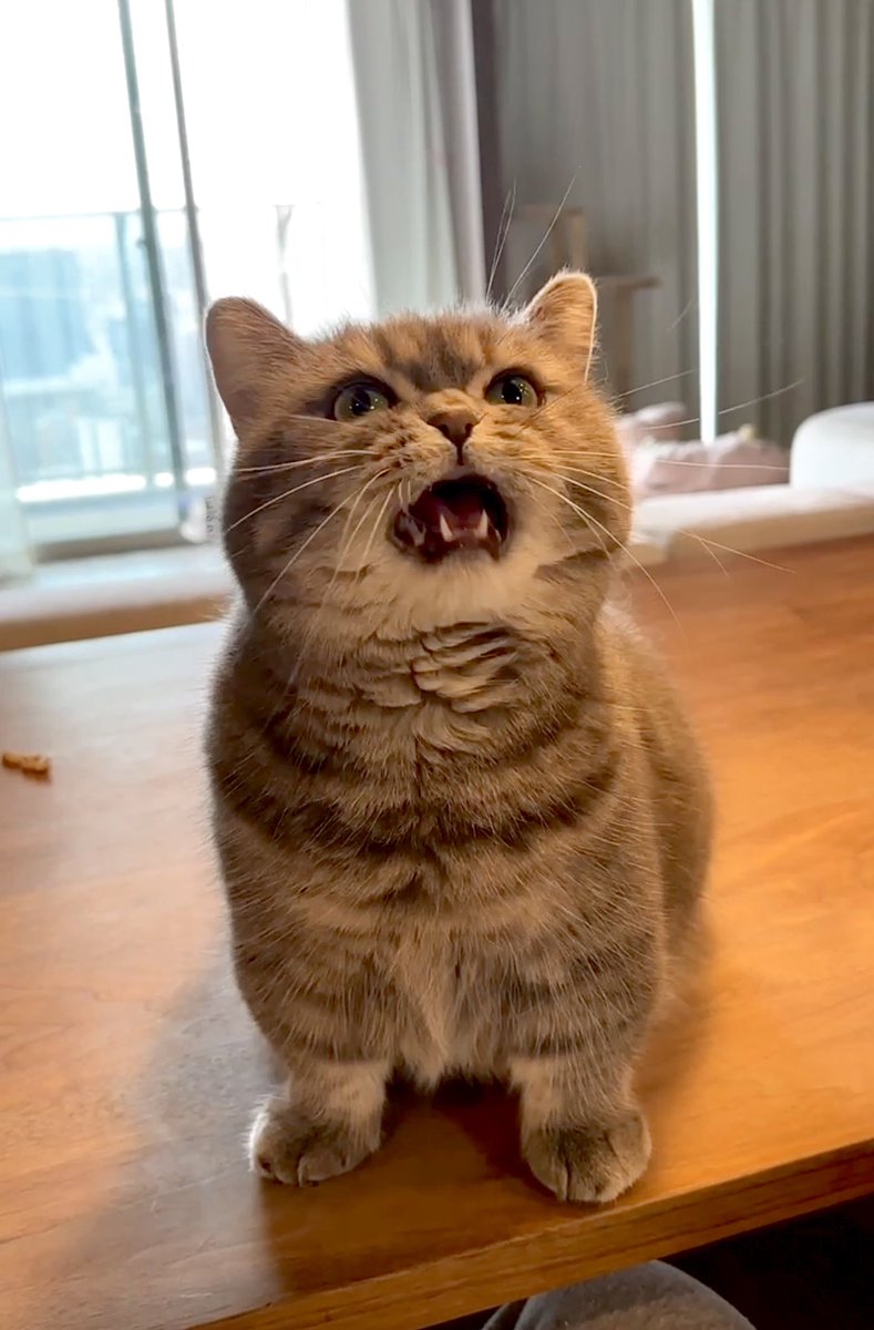 himaritomugi's tweet photo. ケンタッキーのメイプルシロップ使ってたら、こうなった。
ひまり、違うよ。
これチュールじゃないよ https://t.co/oqMmKL2oti