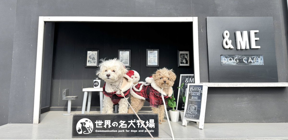 K1125831's tweet photo. モデル🐶📷 https://t.co/xmqEgJJV3O