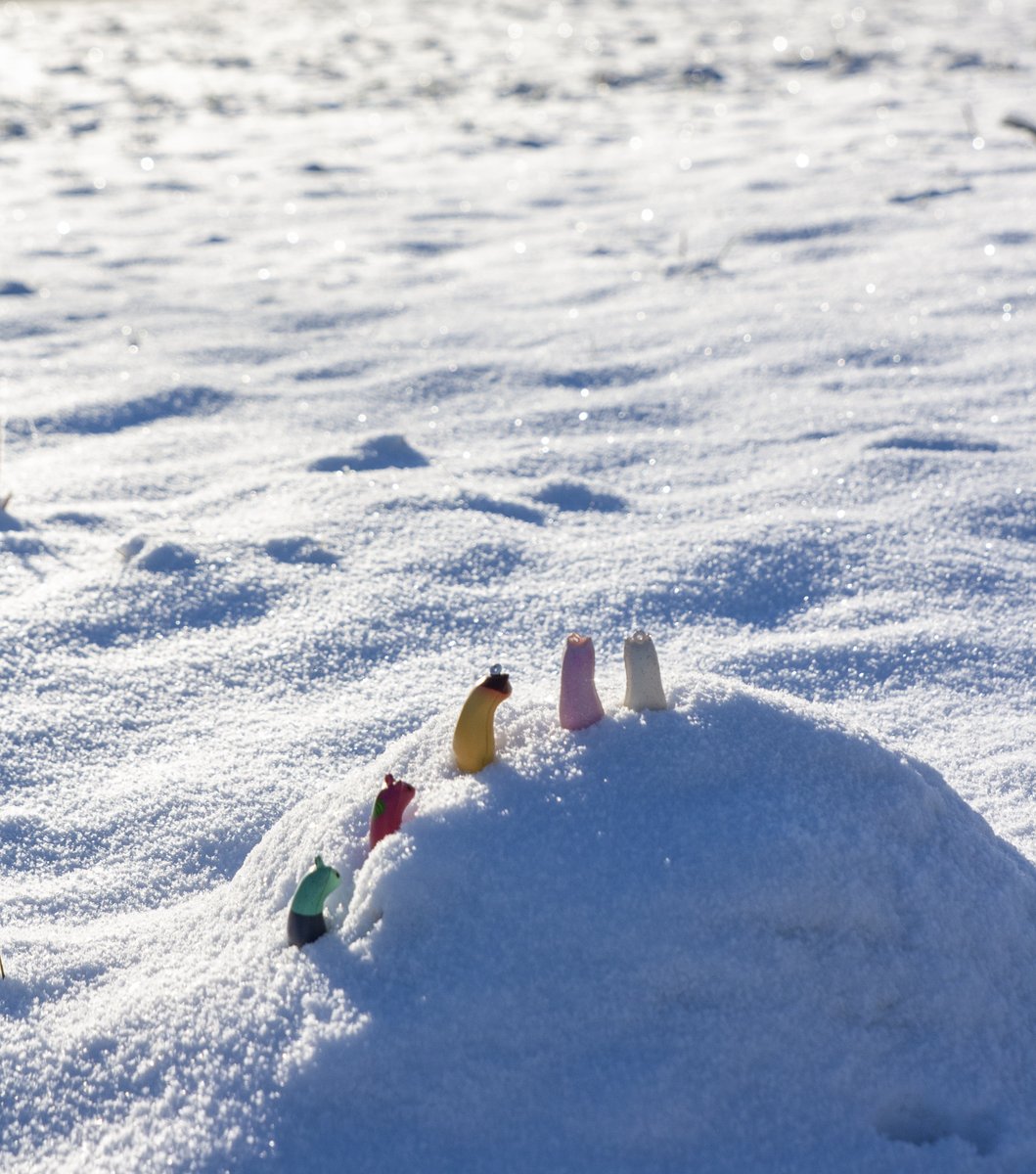 eas_vr's tweet image. Two years later, a dangerous expedition led them to another tall, snowy mountain!
#Akyo #あきょさつ #あきょガチャ