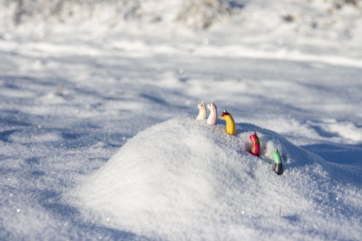 eas_vr's tweet image. Two years later, a dangerous expedition led them to another tall, snowy mountain!
#Akyo #あきょさつ #あきょガチャ