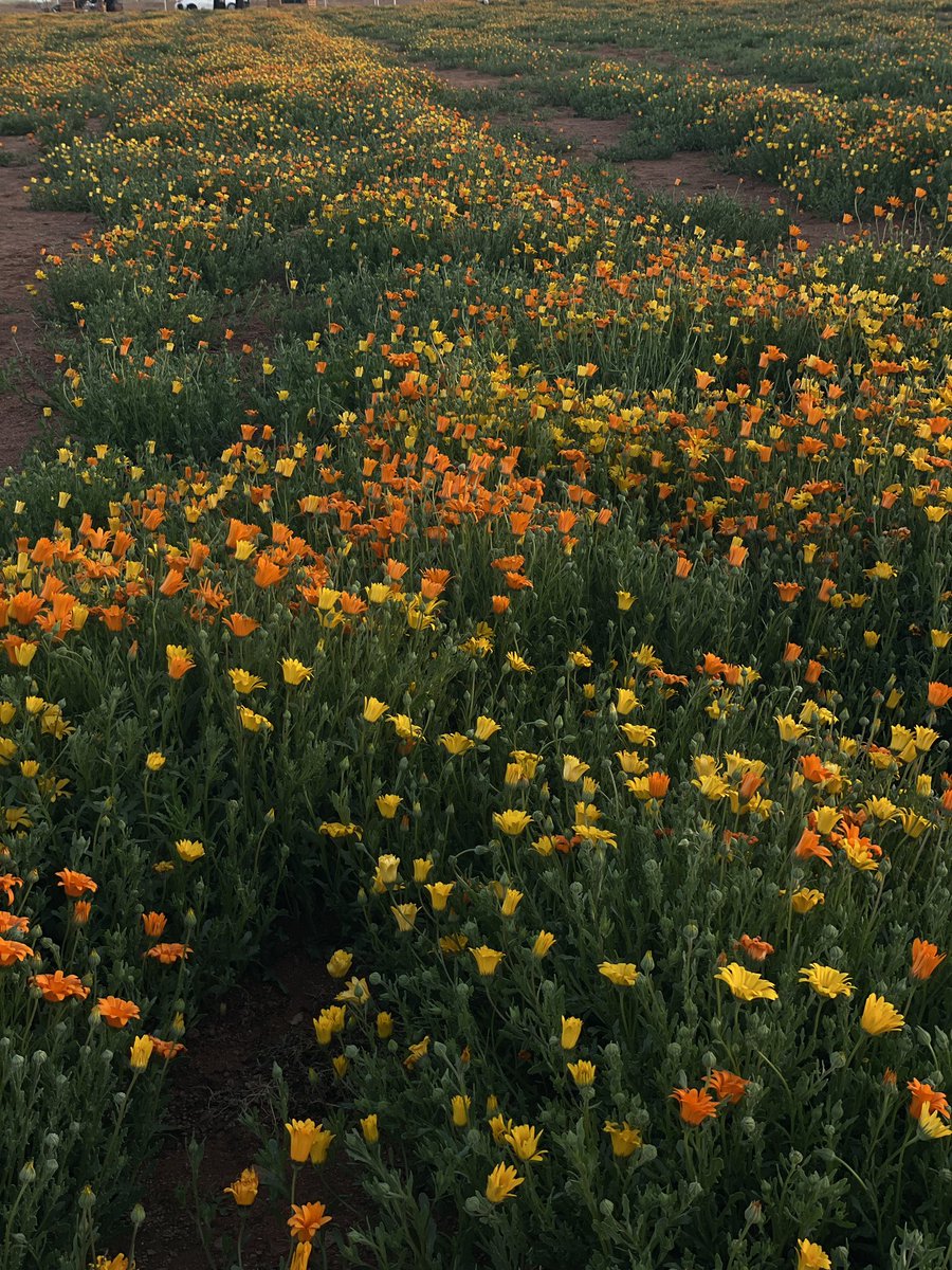 زرعي سنافي |🇴🇲 tweet media