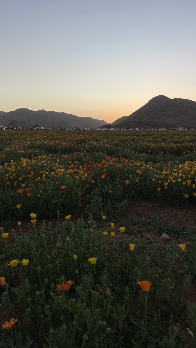 زرعي سنافي |🇴🇲 tweet media