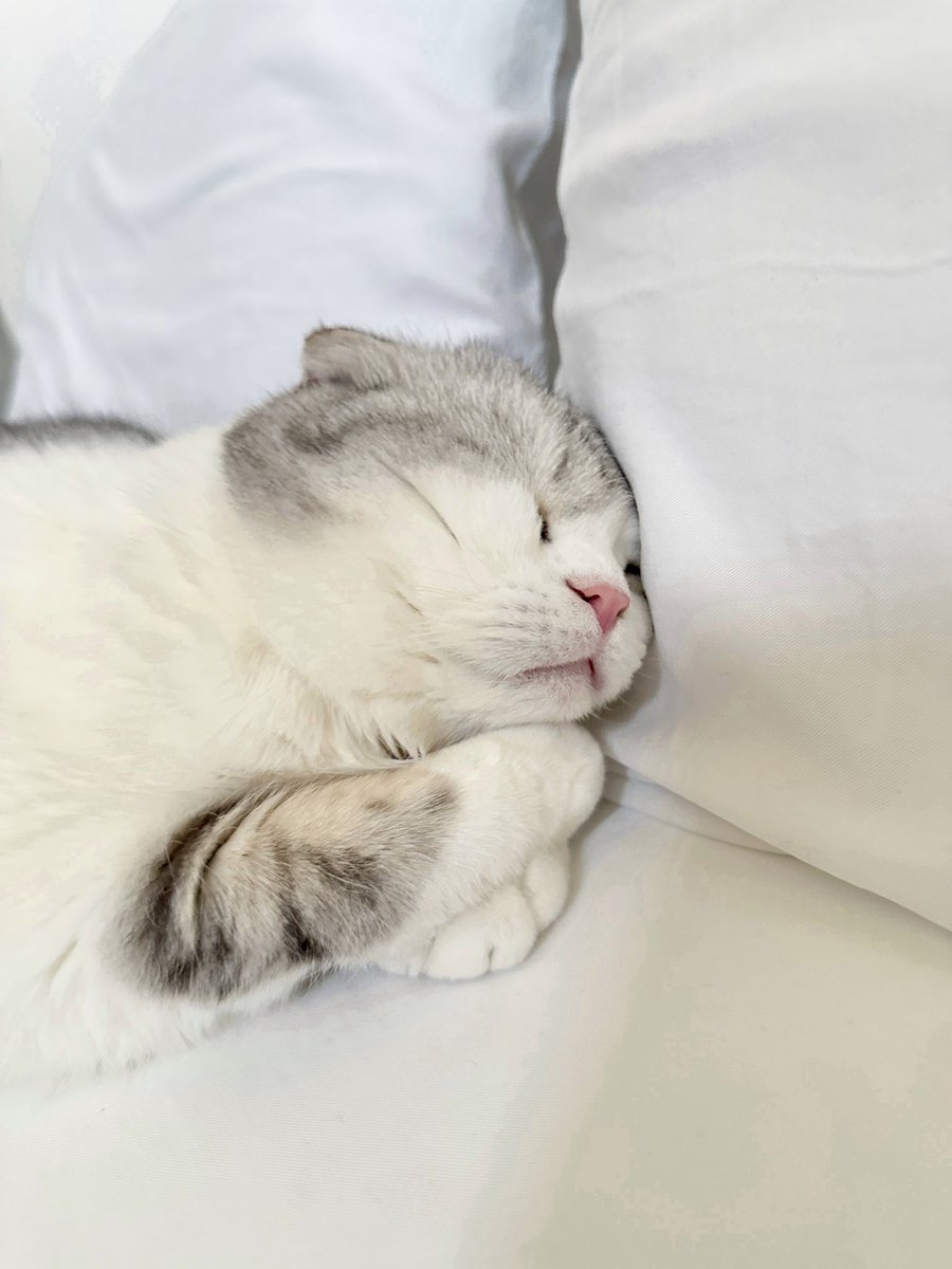 すや〜😴
