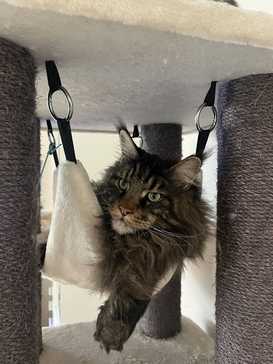 coding_jay's tweet image. Guten Morgen!