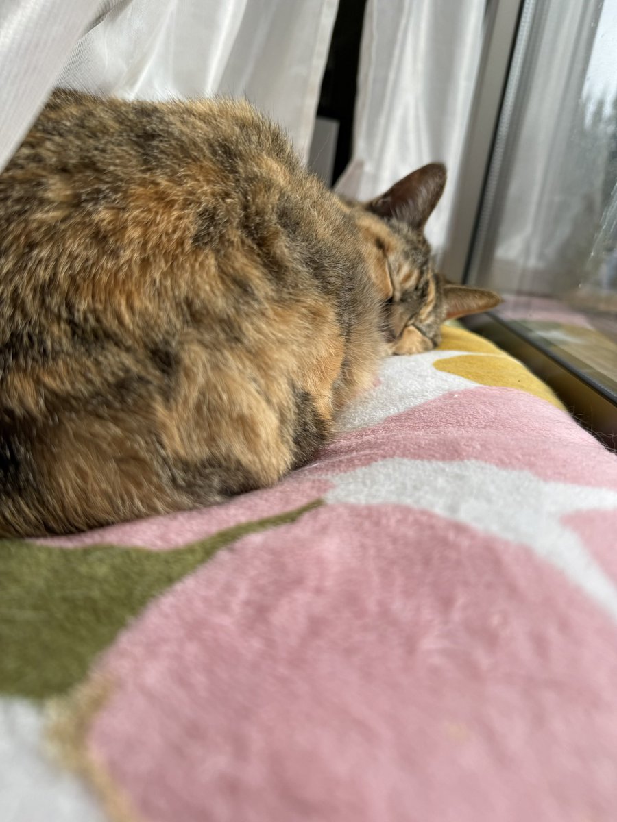 くろみつ (@kimkkCats) / Posts / X